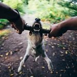 Dog Bite Case Settlement Santa Monica, California